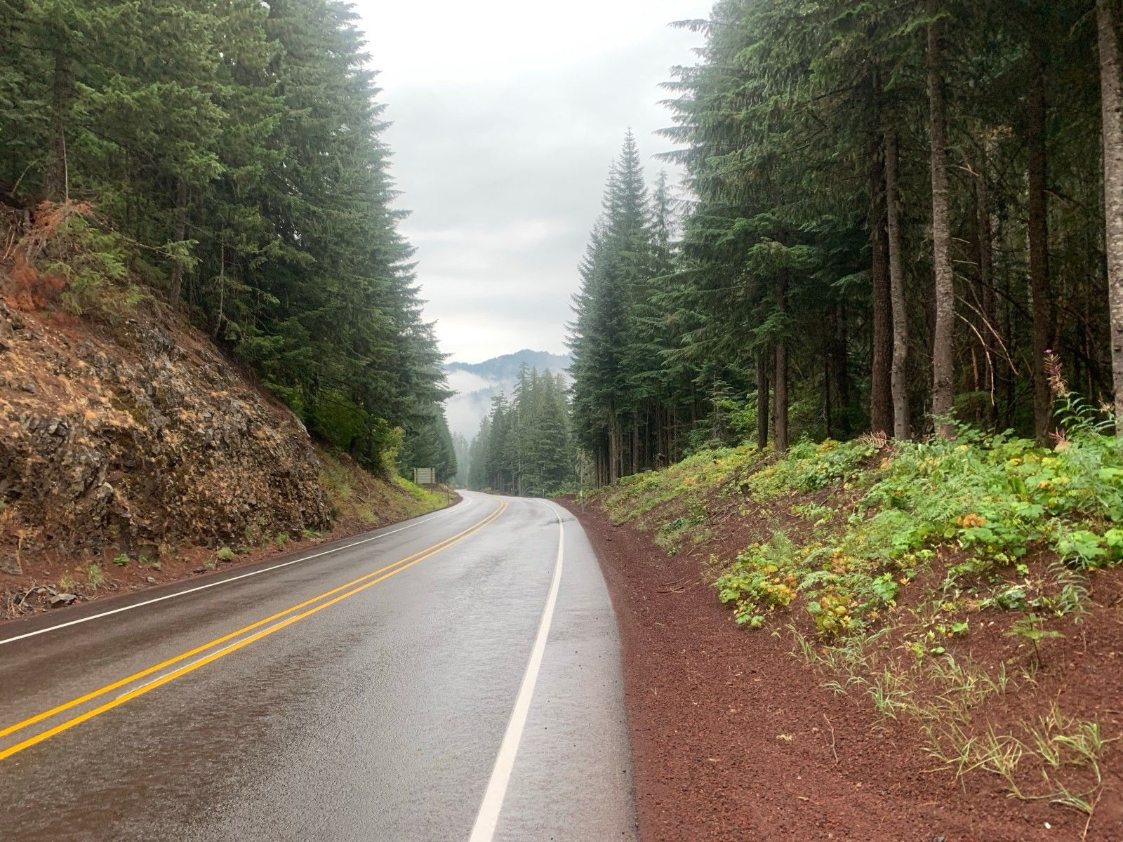 A two-lane road curving through tall pine forest